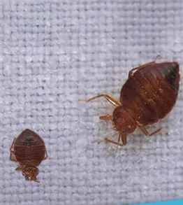 Bed Bug Treatment